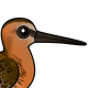 Short-billed Dowitcher