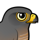 Roadside Hawk