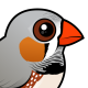 Zebra Finch