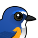 Red-flanked Bluetail