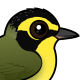 Kentucky Warbler
