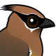 Cedar Waxwing