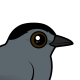 Gray Catbird