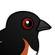 Eastern Towhee