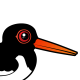 Eurasian Oystercatcher