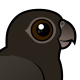 Greater Vasa-Parrot