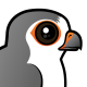 African Pygmy Falcon