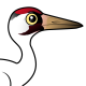 Whooping Crane
