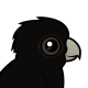 Red-tailed Black Cockatoo