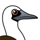 Peruvian Booby