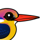 Black-backed Dwarf-Kingfisher