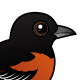 Orchard Oriole