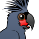 Palm Cockatoo