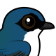 Tree Swallow