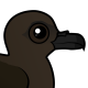 Christmas Shearwater