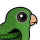 Barred Parakeet