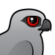 Mississippi Kite