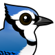 Blue Jay