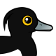 Tufted Duck