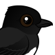 Black Phoebe