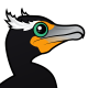 Double-crested Cormorant