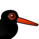 Sooty Oystercatcher