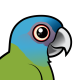 Blue-headed Macaw