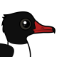 Common Merganser