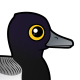 Lesser Scaup