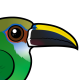 Northern Emerald Toucanet