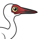 Siberian Crane