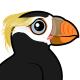 Tufted Puffin