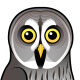 Great Grey Owl