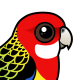 Eastern Rosella