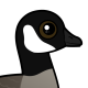 Cackling Goose