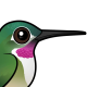 Broad-tailed Hummingbird