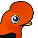 Andean Cock-of-the-rock