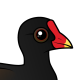 Common Gallinule