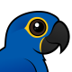 Hyacinth Macaw