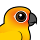 Sun Parakeet