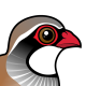 Red-legged Partridge