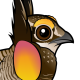 Greater Prairie-Chicken