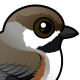 Boreal Chickadee