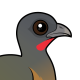 Plain Chachalaca