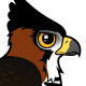Ornate Hawk-Eagle