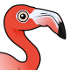 American Flamingo