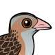 Corn Crake