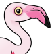Greater Flamingo
