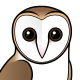 Barn Owl