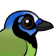 Green Jay